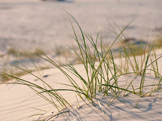 {
  "text": "Frühe Sommerwochen",
  "heading": "h5"
}