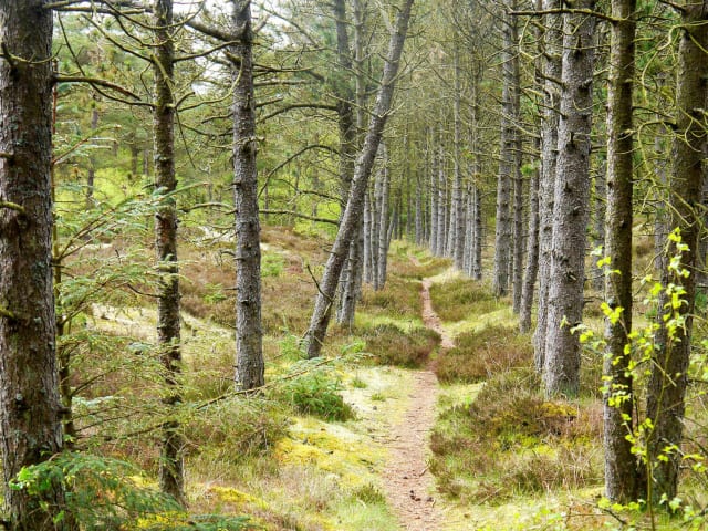 {
  "text": "Mosevrå",
  "heading": "h3"
}