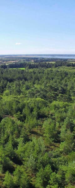 Blåbjerg Plantage DJI 0024