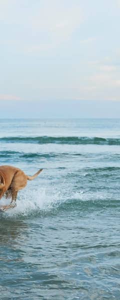 Hund Ved Stranden