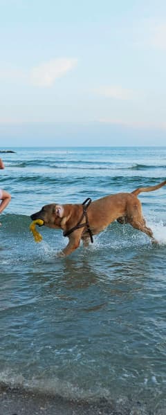 Hund Leger Med Børn Strand