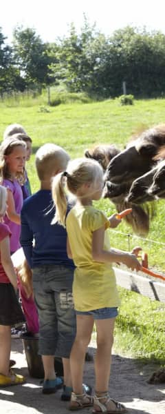 6 Givskud Zoo Camel Feeding