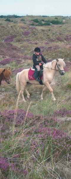 Ridning I Lyngen
