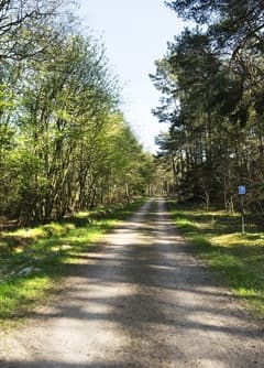 Tverstedklitplantage2