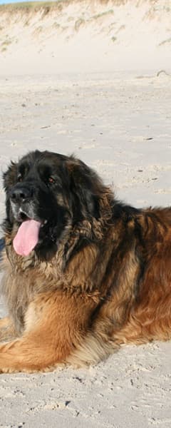 Hunde