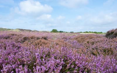 Urlaubspost aus Nordsee Holidays