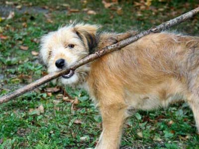Hundespielplatz