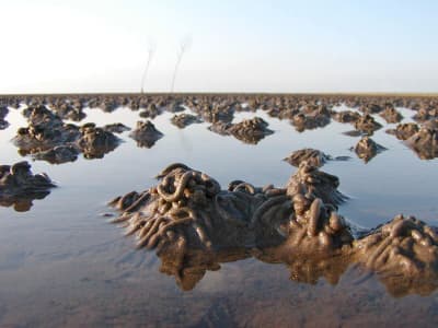 Sandorm NP Vadehavet