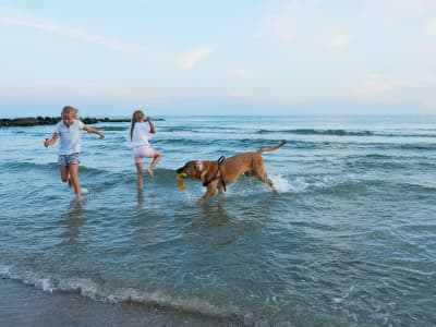 Hund Leger Med Børn Strand