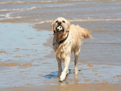 Hund Vand