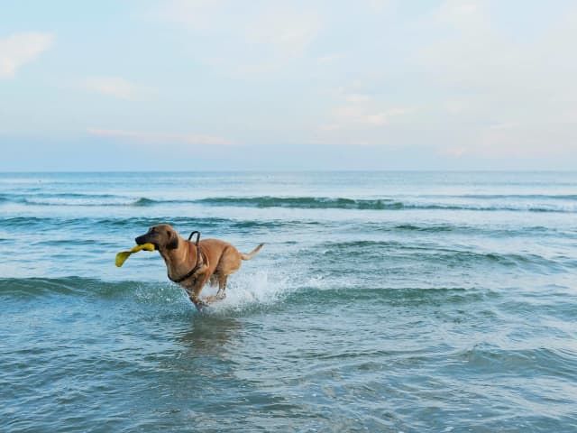 Hund Ved Stranden