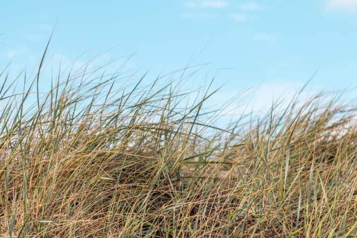 Bjerregaard 64