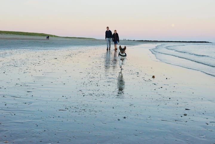 Efterår Ved Stranden Med Hund