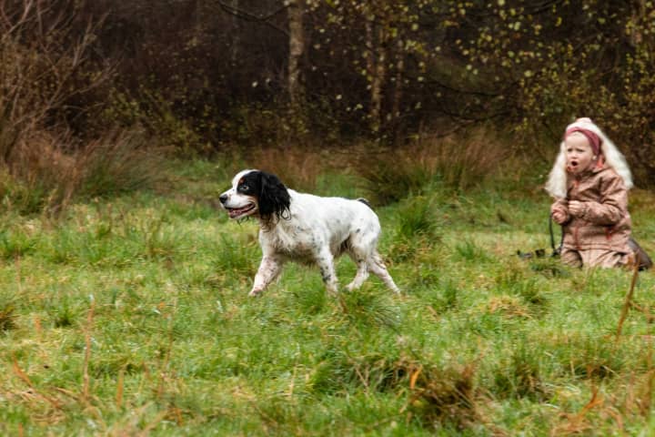 Bjørk Med Hund 50