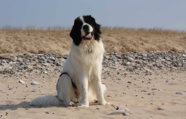 Hund Strand