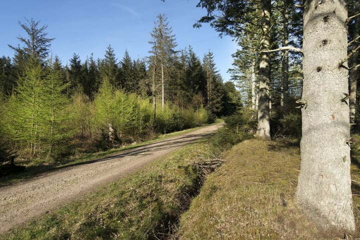 Tverstedklitplantage