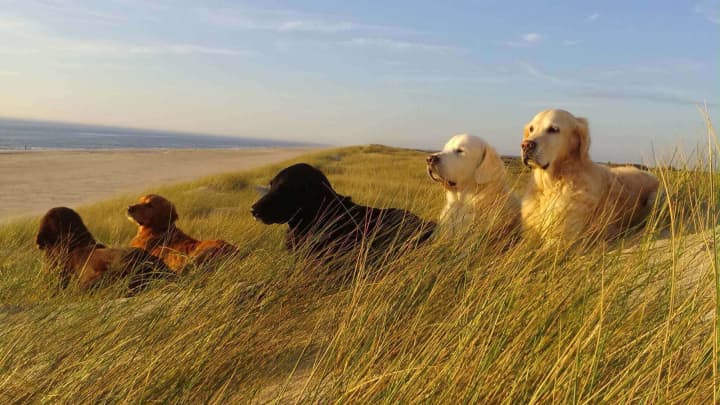 Amatorfotograf Konkurrence Hunde Henne