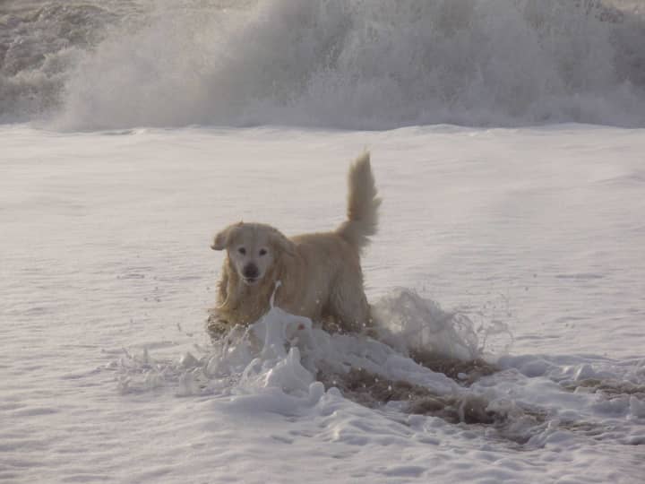 Hund Henne Strand
