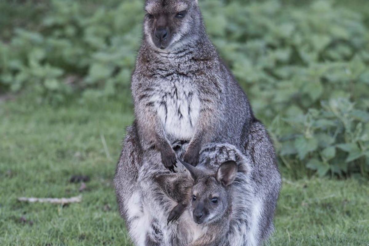 Jyllands Park Zoo | Klitferie