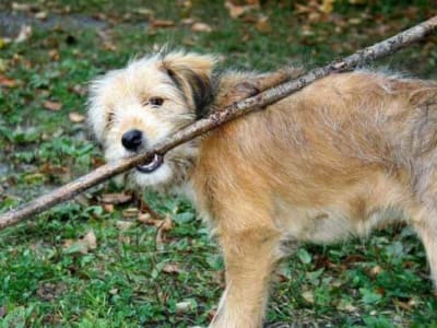 hundespielplatz.jpg