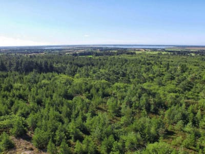 Blåbjerg Plantage DJI 0024