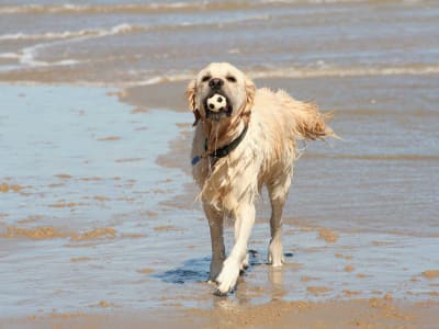 Hund Vand