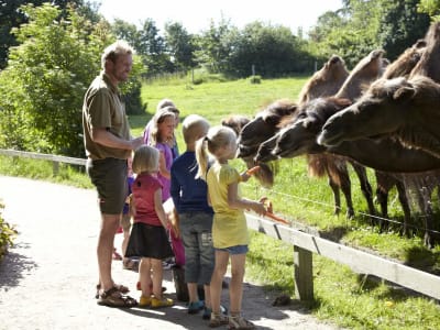 6 Givskud Zoo Camel Feeding