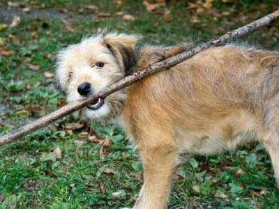 Hundespielplatz