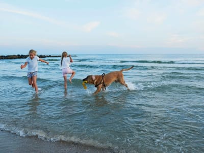 Hund Leger Med Børn Strand