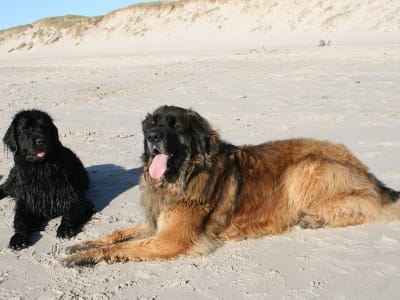 Hunde