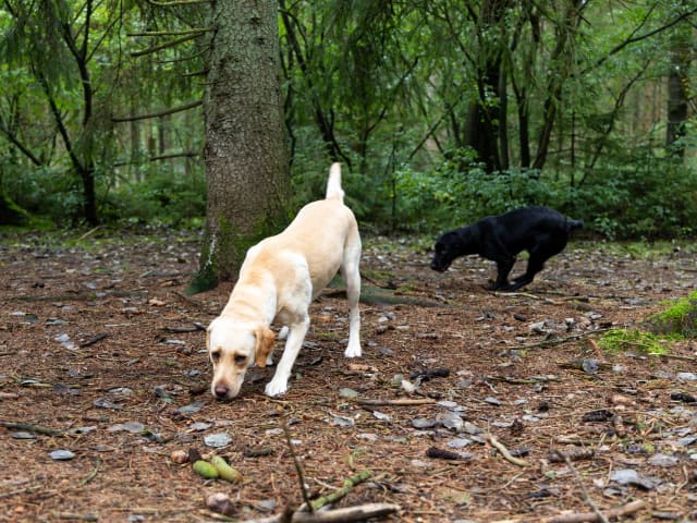 Urlaub mit Hund