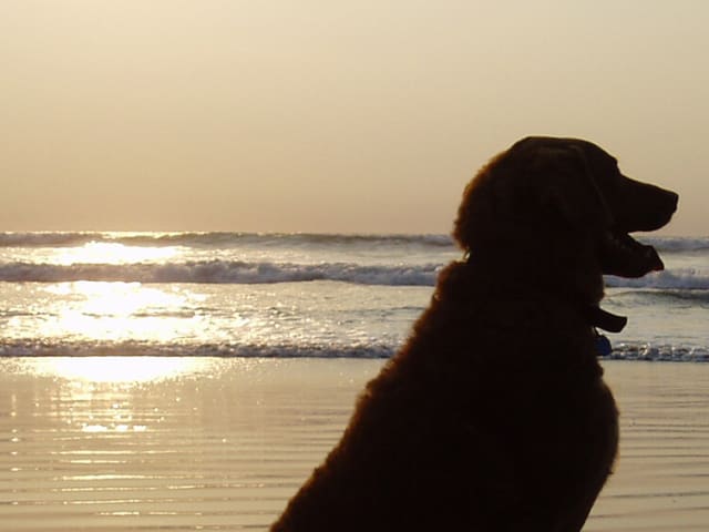 {
  "text": "Ferie med hund",
  "heading": "h5"
}