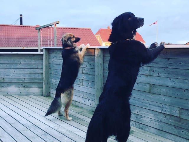 {
  "text": "Hund og husdyr",
  "heading": "h3"
}