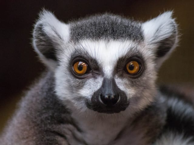 Blåvand Zoo