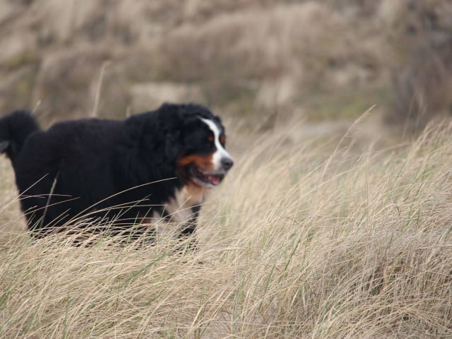 Ferie med hund