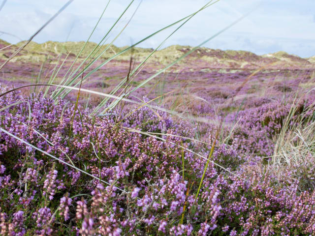 Naturen