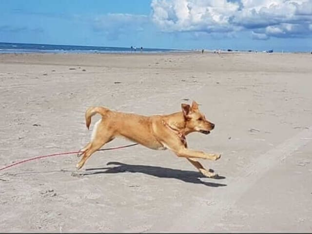Urlaub mit Hund