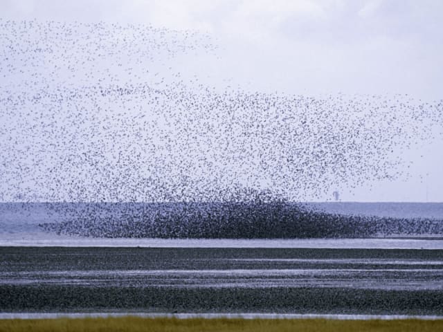 Nationalpark Vadehavet