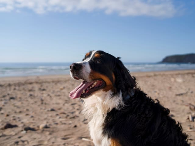 {
  "text": "Urlaub mit Hund",
  "heading": "h4"
}