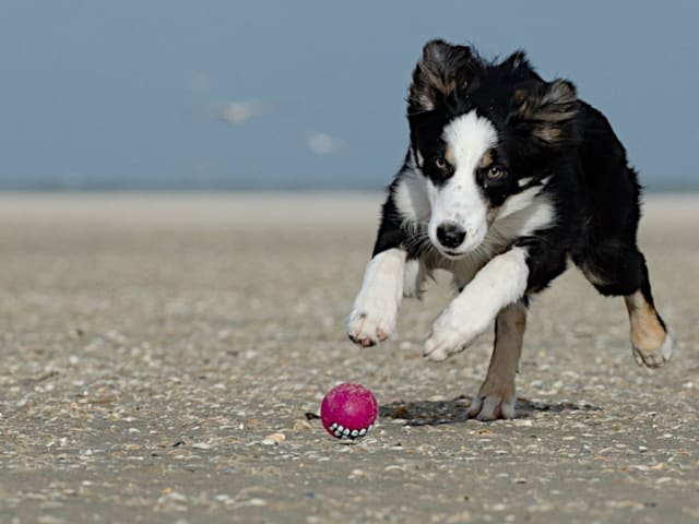 Ferie med hund ved Vesterhavet