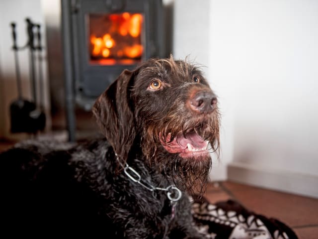 Im Ferienhaus mit Hund im Winter an der Nordsee
