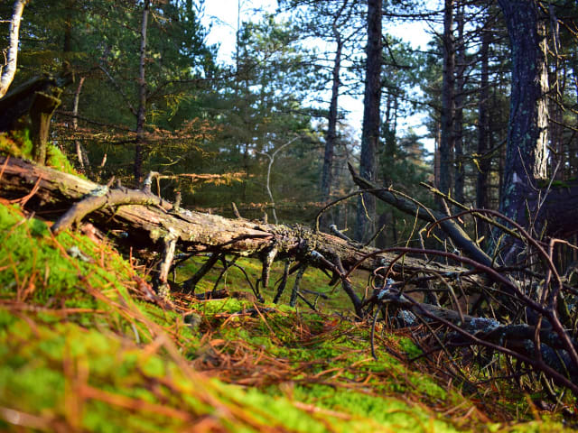 Efterår ved Vestkysten