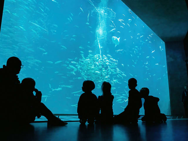Boern Oceanarium Web