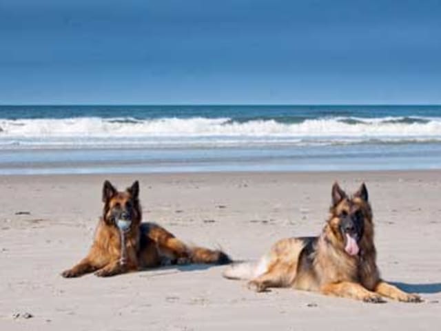 Urlaub mit hund in Dänemark