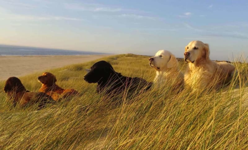 amatorfotograf-konkurrence-hunde_henne.jpg