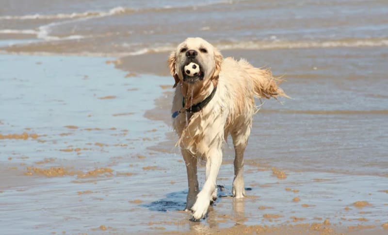 hund_vand.webp