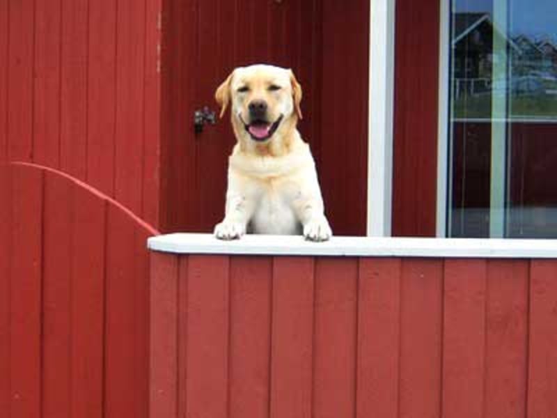 Hvid Hund R Dt Hus