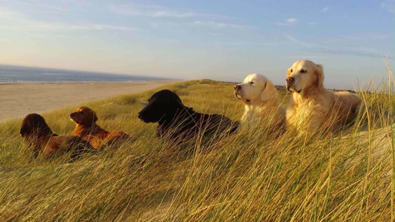 Amatorfotograf Konkurrence Hunde Henne