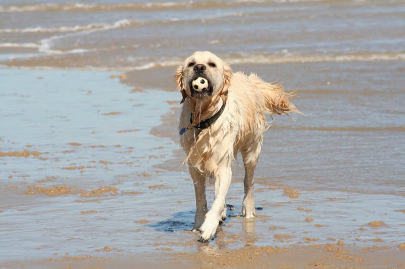 Hund Vand