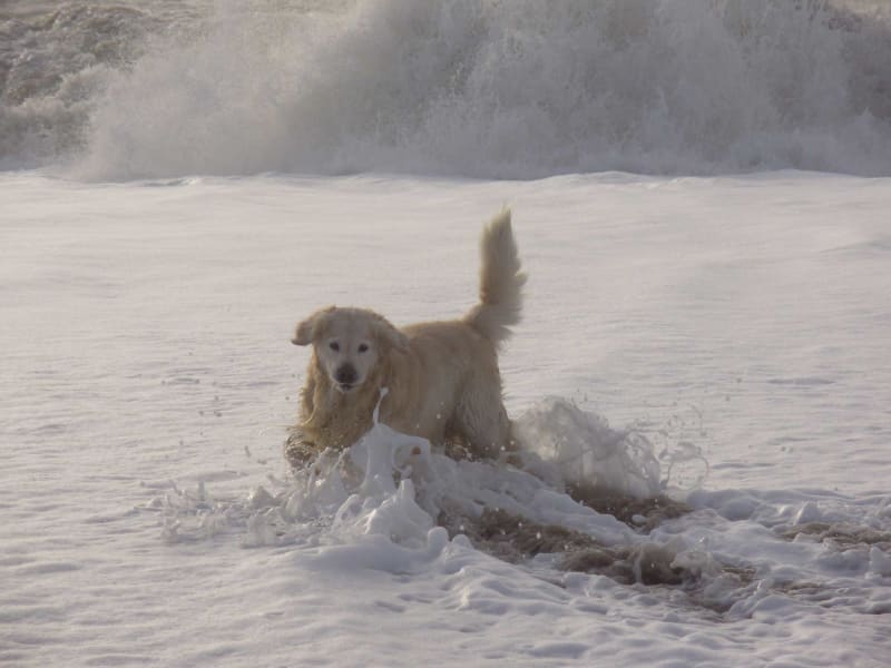 Hund Henne Strand